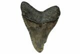 Fossil Megalodon Tooth - North Carolina #358912-2